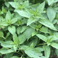 Mint Chefs 100mm