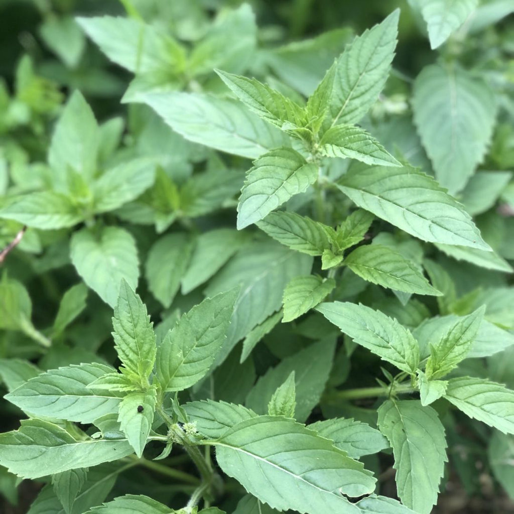 Mint Chefs 100mm