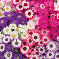 Cineraria Dwarf Punnet