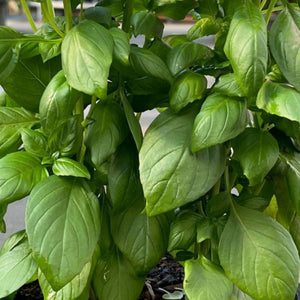 Basil Everleaf Emerald Towers 100mm