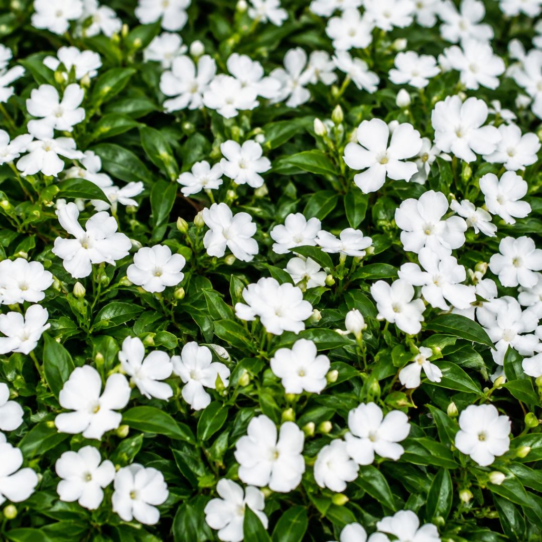 Impatiens White 