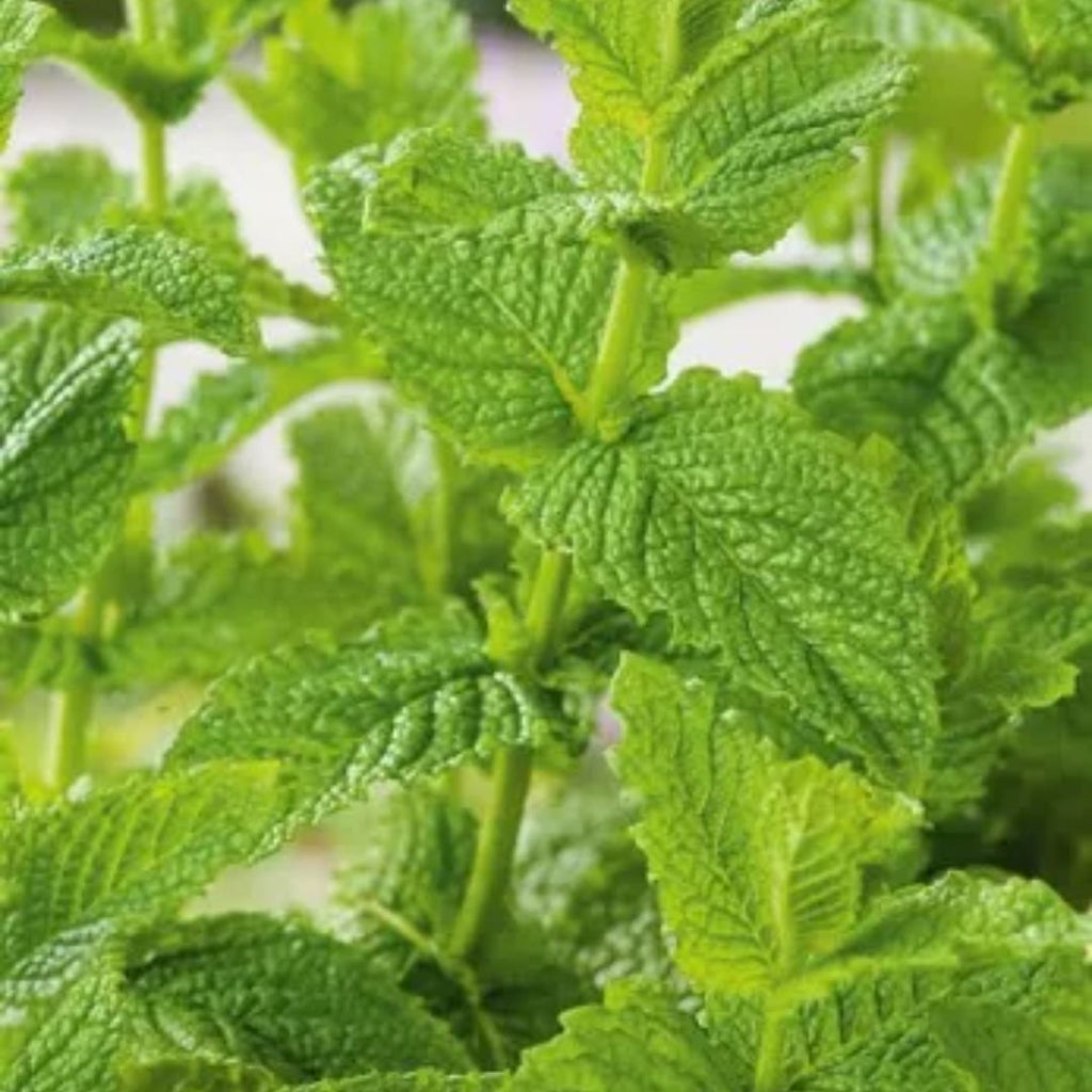 Mint Spearmint 100mm