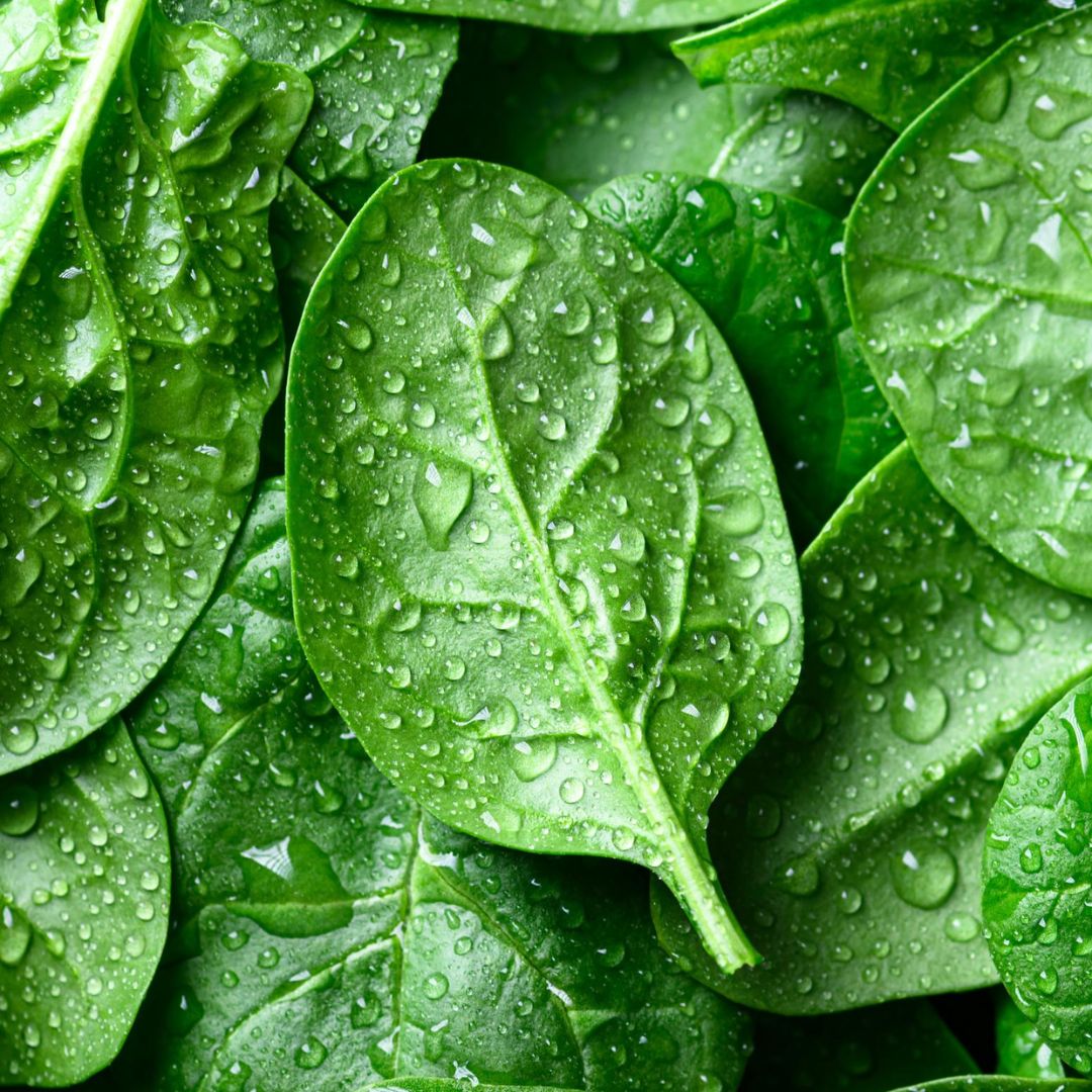 Spinach Baby 100mm 