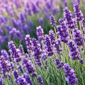 Premium 6 Pack Lavender Scent Blue