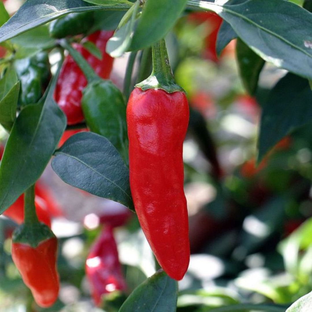 Chilli Birdseye 100mm