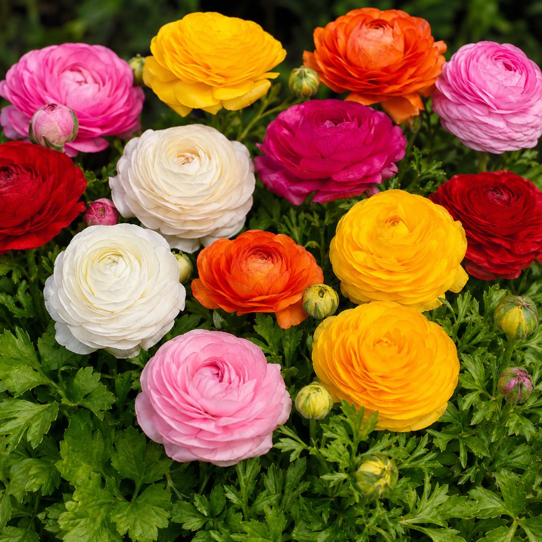 Premium Mega 4 Pack Ranunculus Sprinkles