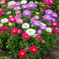Aster Matsumoto Mix Punnet