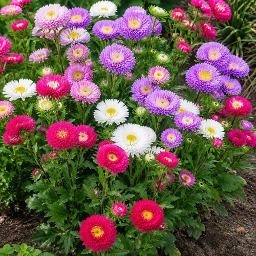 Aster Matsumoto Mix Punnet