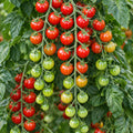 Tomato Rapunzel 100mm