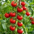 Tomato Tiny Tim 100mm