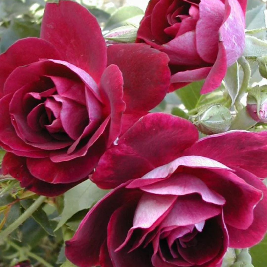Rose Burgundy Iceberg 200mm 2