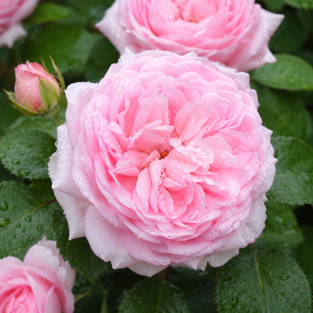 Rose Fairytale Magic 200mm