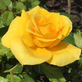 Rose Friesia 3ft Std 250mm