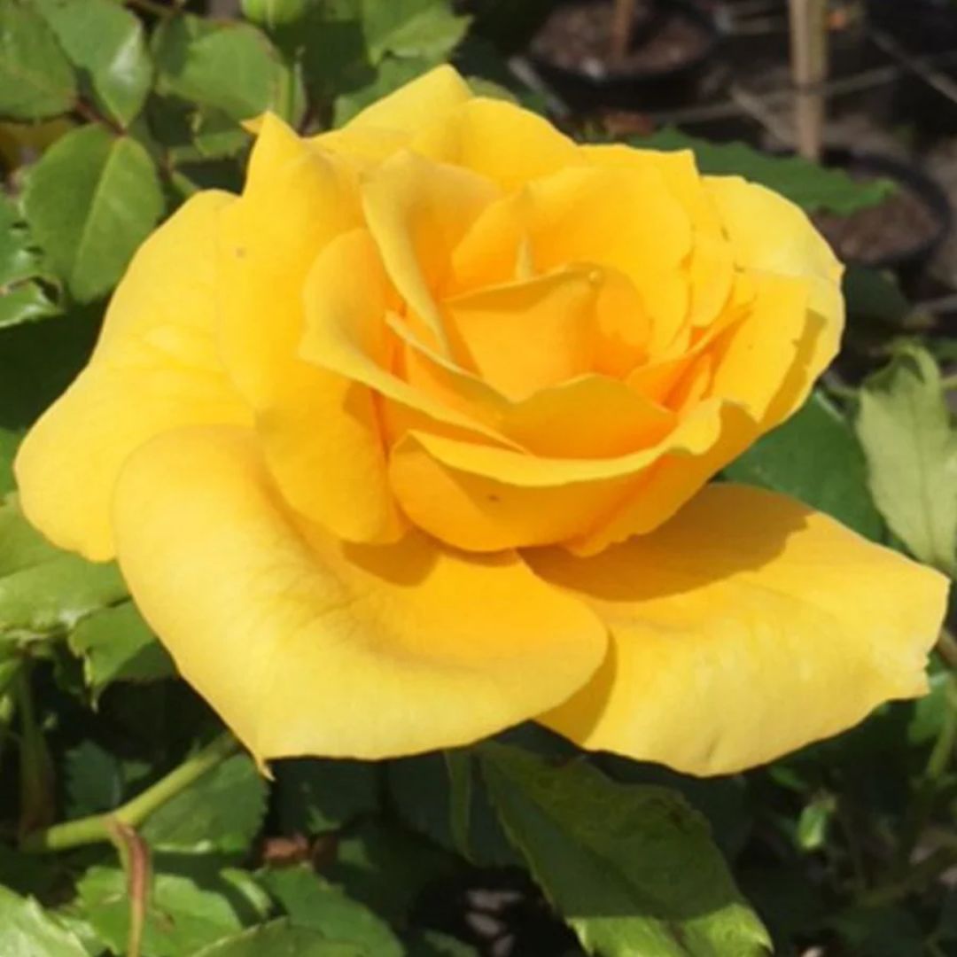 Rose Friesia 3ft Std 250mm