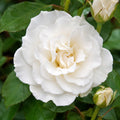 Rose Margaret Merrill 200mm