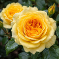 Rose Outback Angel 200mm