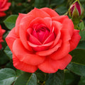 Rose Fragrant Cloud 200mm 