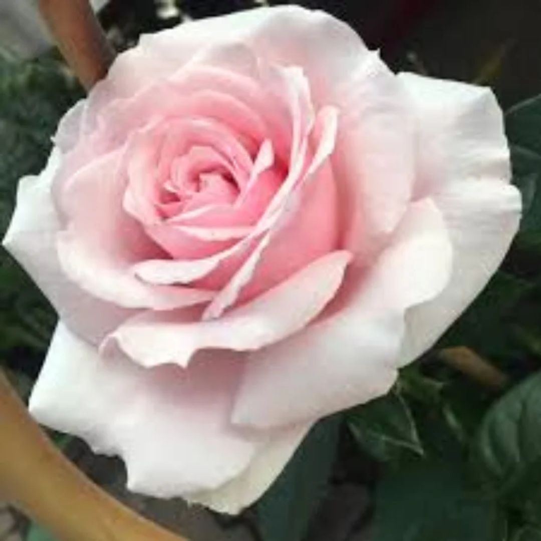 Rose Mothers Love 3ft Std 250mm