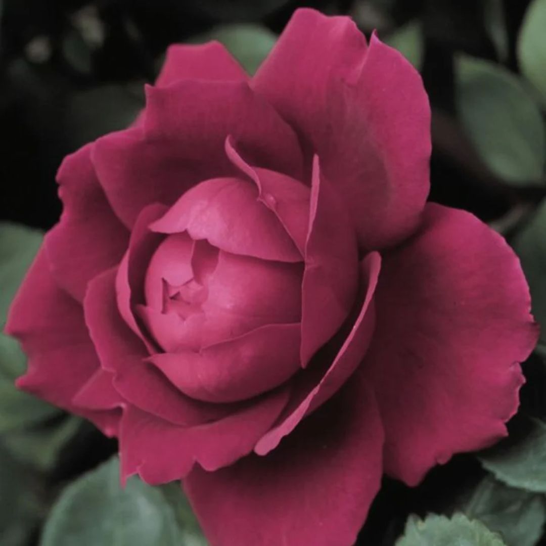 Rose Oklahoma 200mm 2