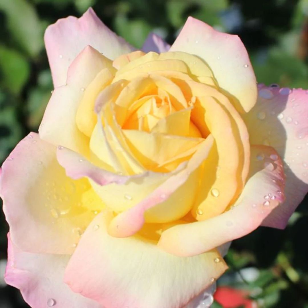 Rose Peace 3ft Std 250mm
