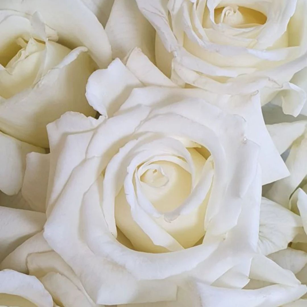 Rose Pope John Paul  200mm
