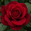 Rose Blackboy Clb 200mm