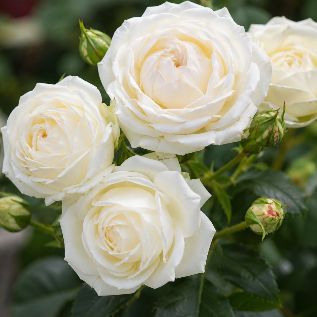 Rose Pierre De Ronsard Blushing  Clb 200mm