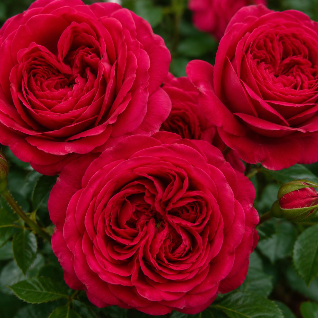 Rose Pierre De Ronsard Red Clb 200mm