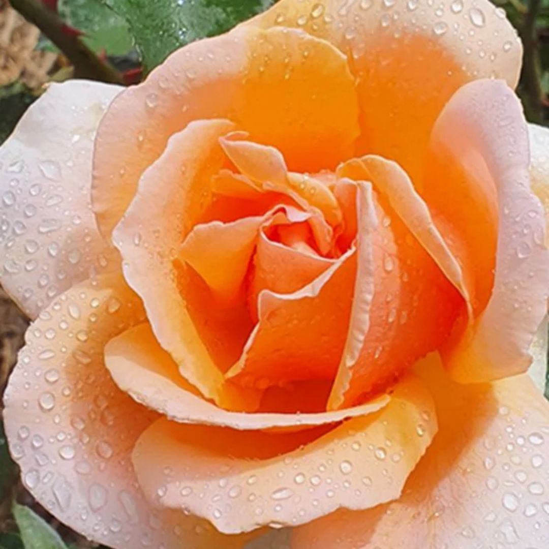 Rose Just Joey 200mm