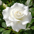Rose White Iceberg 200mm