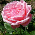 Rose Queen Elizabeth 200mm 2