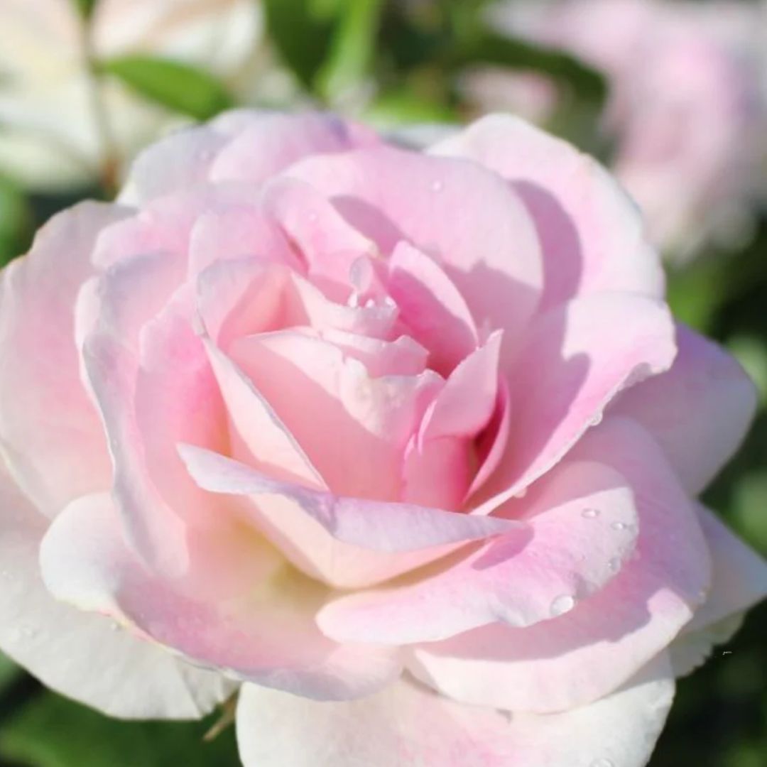 Rose Blushing Pink Iceberg 200mm 3