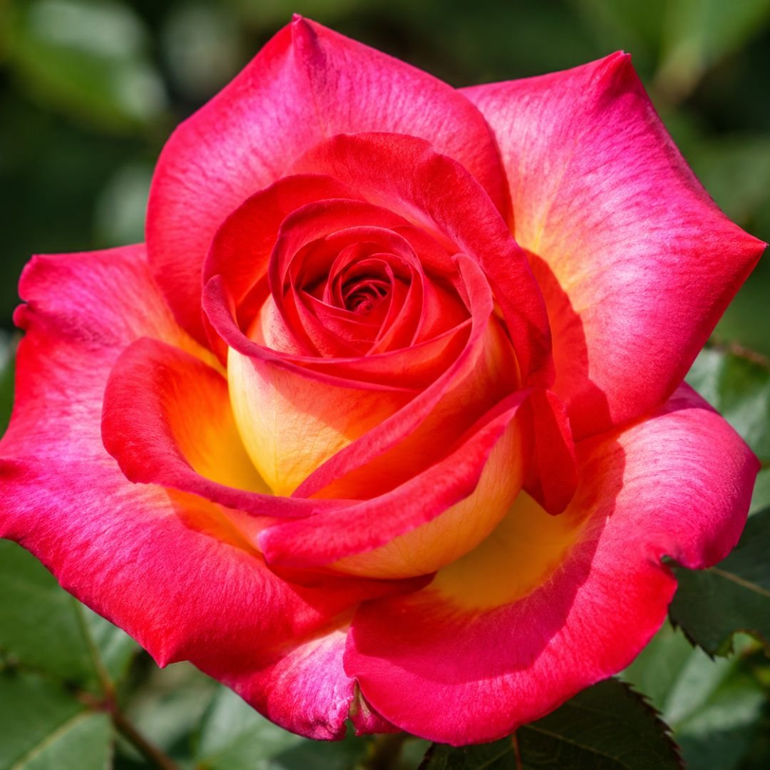 Rose Fionas Wish 200mm