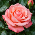 Rose Sonia 200mm