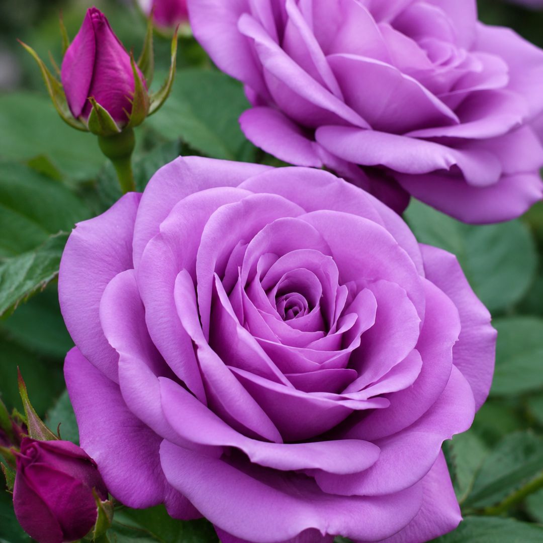 Rose Shocking Blue 200mm