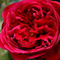 Rose Fathers Love 200mm 2