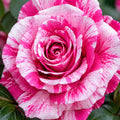 Rose Cherry Blossom 200mm