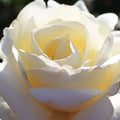 Rose Atomic Blonde 200mm 3