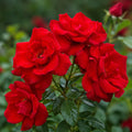 Rose Moulin Rouge 200mm