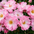 Rose Flower Carpet Appleblossom 3ft Std 250mm