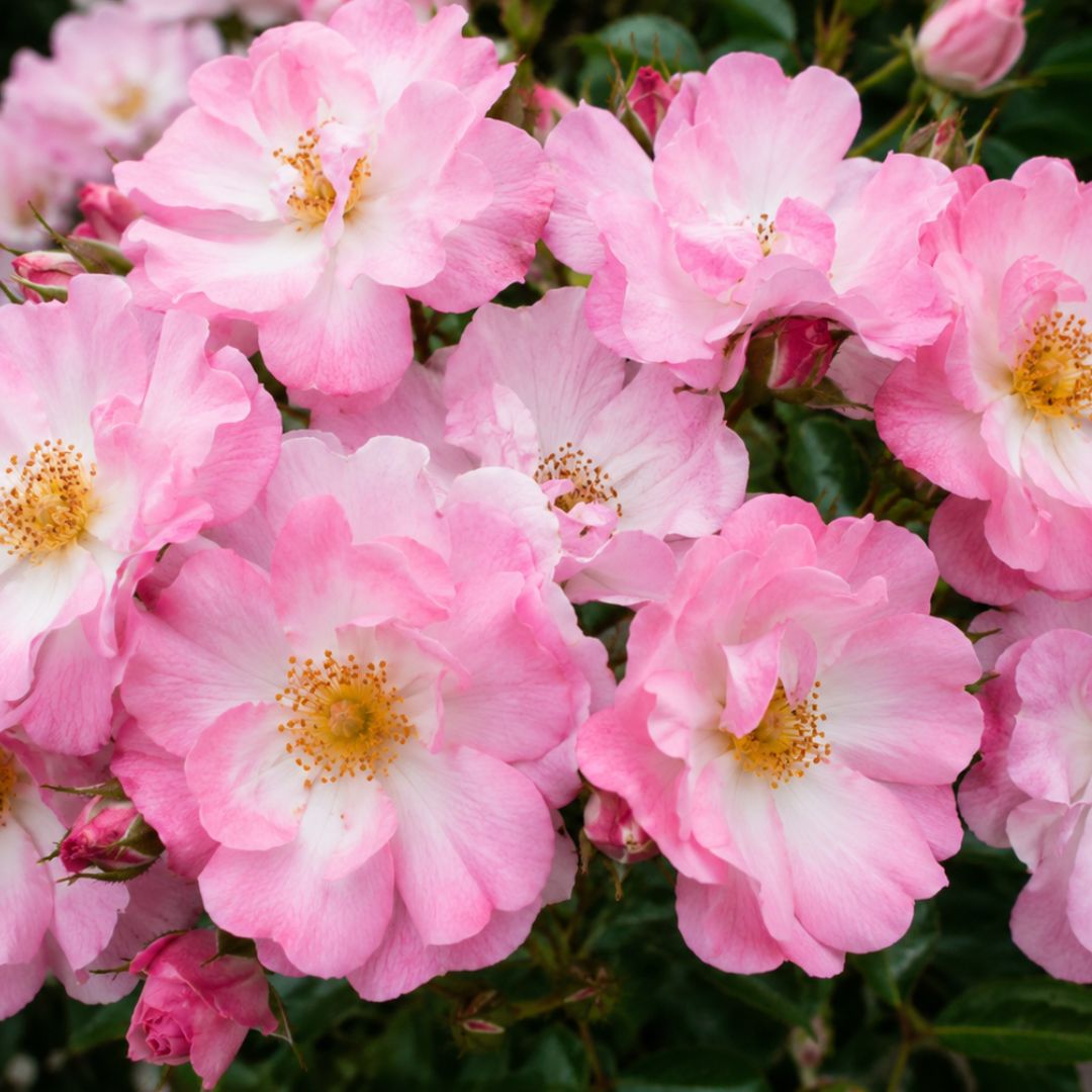 Rose Flower Carpet Appleblossom 3ft Std 250mm