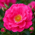 Rose Flower Carpet Pink 3ft Std 250mm