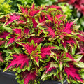 Coleus Downtown Vagus 140mm
